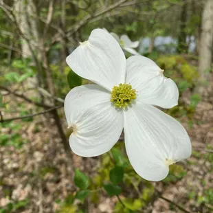 Even April snow didn't ruin the blooms!