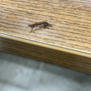 a tiny bug on a table