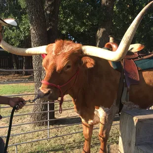 Amigo the Longhorn!