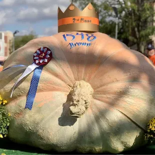 Massive pumpkins grown by locals