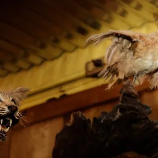 a bobcat and a dead bird