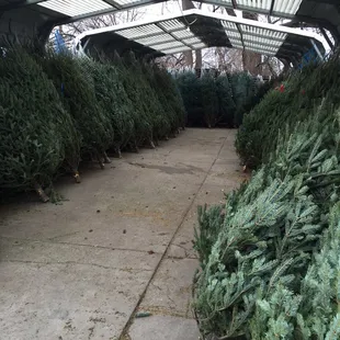 Rows of Christmas Trees!
