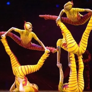 These fleas didn't make me itch.