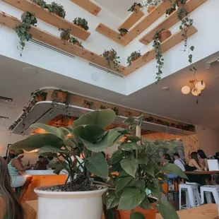 Aesthetic plants @cl2foodies on ig &amp; tiktok!~