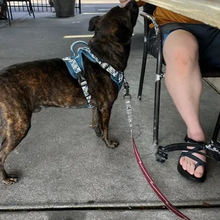 Dog friendly patio with special dog menu