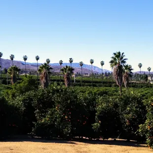 Citrus Weddings and Events
