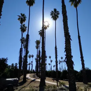 One view of trail at Citrus Park