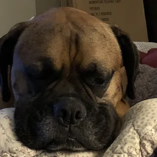 Darla H.