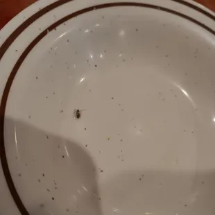 Found roach on my plate This is unacceptable. This is so unprofessional. And honestly I would never eat here ever again.