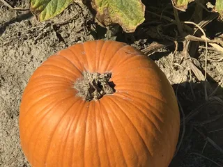 Wood's Orchards Farm Market