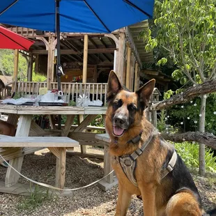Great pet friendly place to grab a bite to eat!