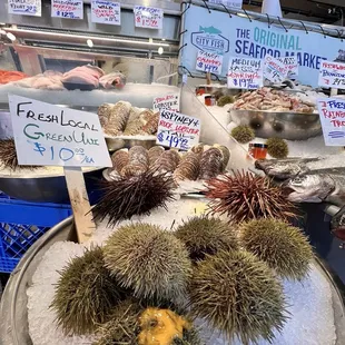 a variety of sea urchins on display