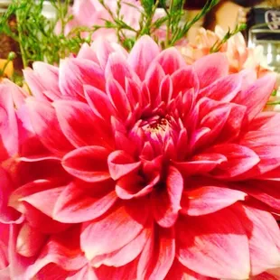 a pink flower in a vase