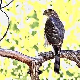 Cooper's Hawk on the Trail