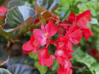 Grapevine Botanical Gardens