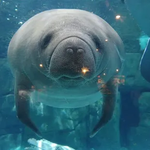 manatees