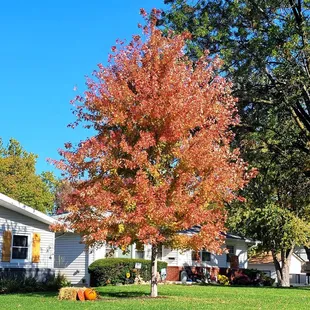 Loving the beautiful autumn  colors