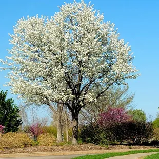 Beautiful Spring Blooms