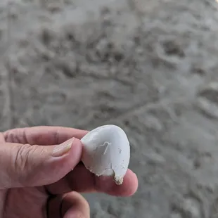 Gull egg?