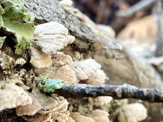Lake Smith/Lake Lawson Natural Area