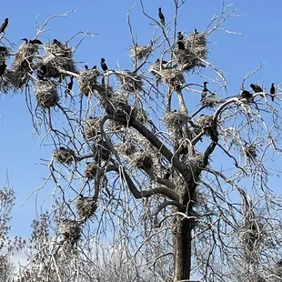 Birds on one of the lakes