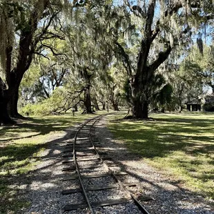 Historic oaks