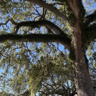 Moss tree