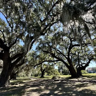 Historic oaks