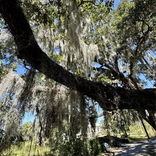 Historic oaks