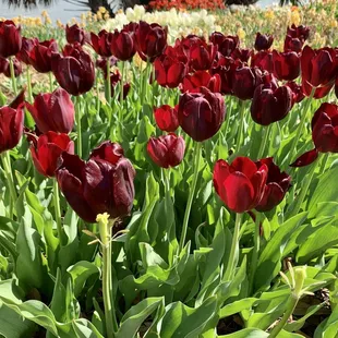 Tulips