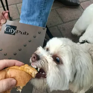 My dog loves their burgers too