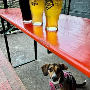 Perfect Date dunkelweizen, Sound Czech bohemian pilsner and the Kraken - Kveik ale.