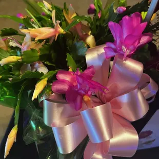 Pink &amp; Yellow Christmas Cactus