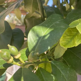 It even has limes!