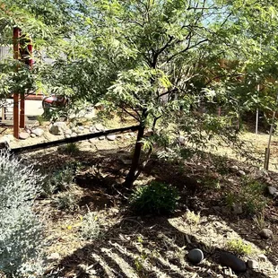 Lining Mesquite, girdling roots.