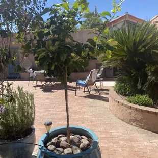 Newly potted lemon tree