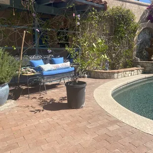 My diseased lime tree