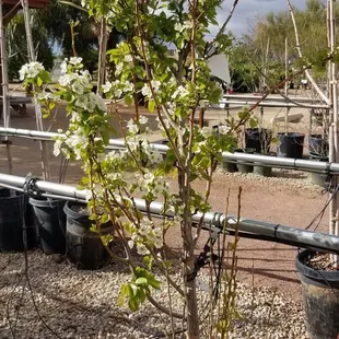 Almond tree