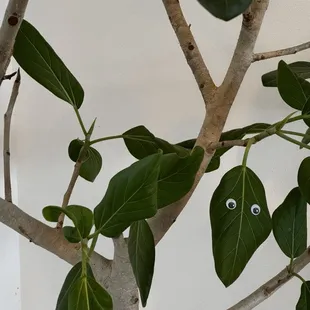 The plants are watching you!