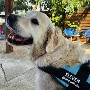 @Eleven11atx says he&apos;s checked high and low and no goats to be found here!