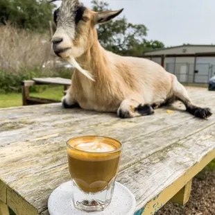 Butters the goat and my cortado