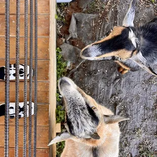 Some very civil goats!