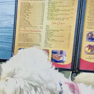 08/2022 menu, outdoor seating and dog friendly