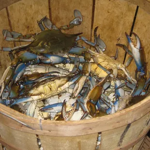 Regular crab 5.5 to 5.75&quot;
