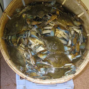 oysters and mussels, food