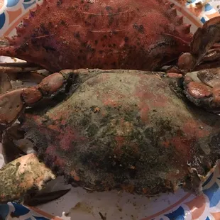 Unhappy with the quality of crabs... ordered a dozen large males and over half looked like this..