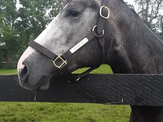 Silver Springs Stud Farm