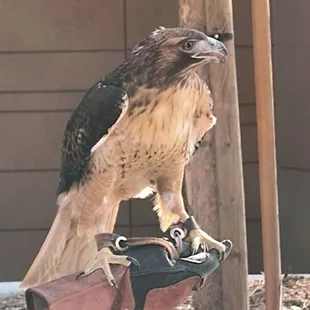 Claremont Red tail Hawk.