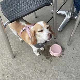 Happy dog happy patron :)