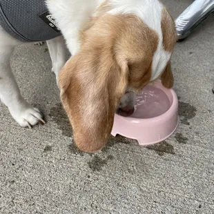 My dog appreciate the kindness!!